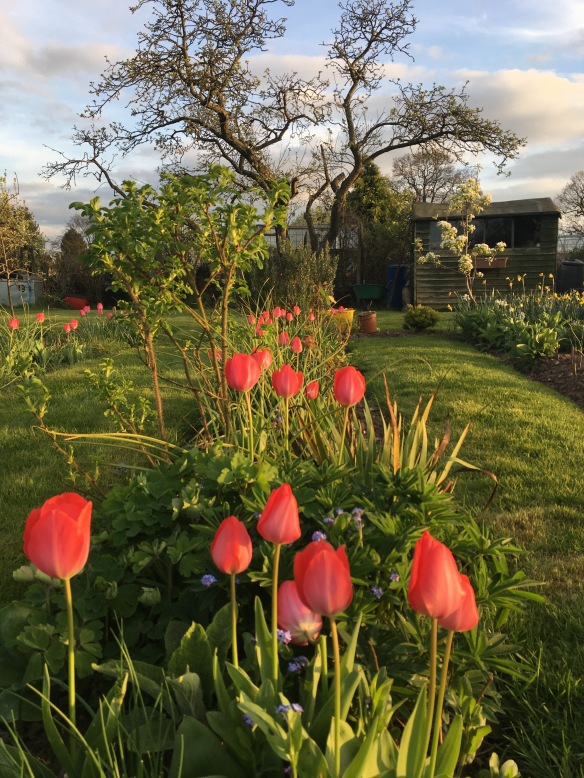 tulips.2017